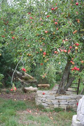 Apple trees in our nature reserve around the gluten free bakery