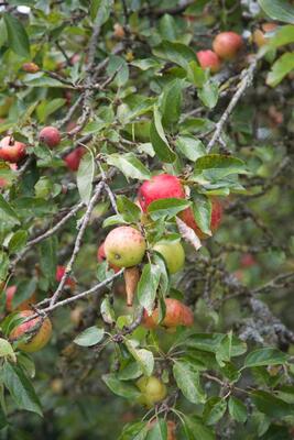 Red apples on apple tree