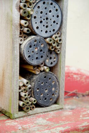 Bumblebee Conservation Trust how to encourage bees in the garden
