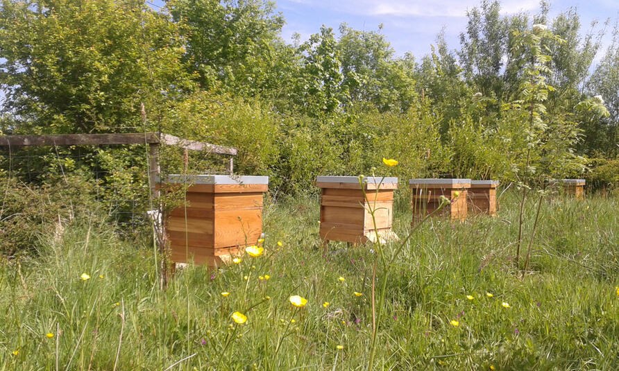 Bee hives at Honeybuns