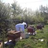 bee hives at honeybuns bakery
