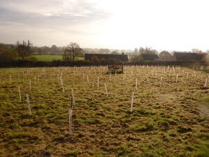 Newly planted trees in field