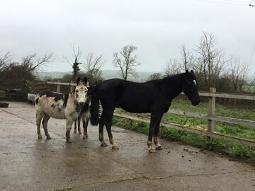 Donkeys and horse in paddock