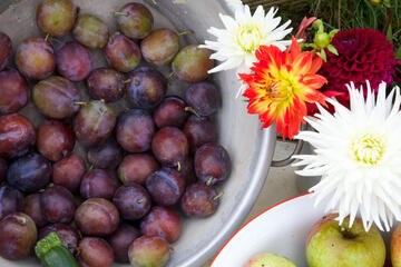 plums in colander with dahlias