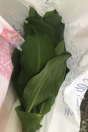 Wild garlic foraging recipes